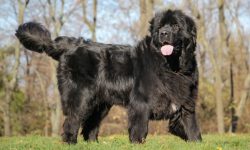 Newfoundland Dog: Amazing Breed Facts You Should Know