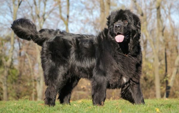 Newfoundland Dog