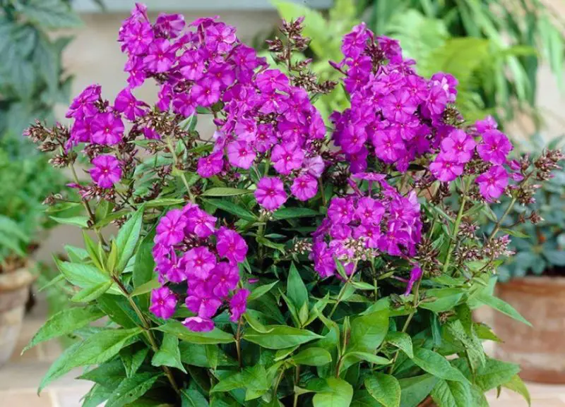 Phlox Flowers