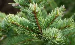 Noble Fir Christmas Tree Care and Growing Guide (Most Detailed)