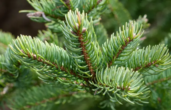 Noble Fir Christmas Tree