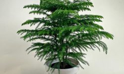 Norfolk Island Pine (Araucaria heterophylla) Care Guide