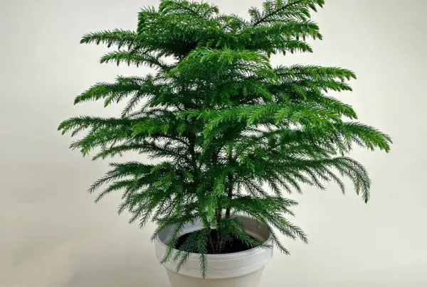 Norfolk Island Pine