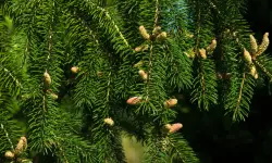 Norway Spruce (Picea abies) Care and Growing Guide