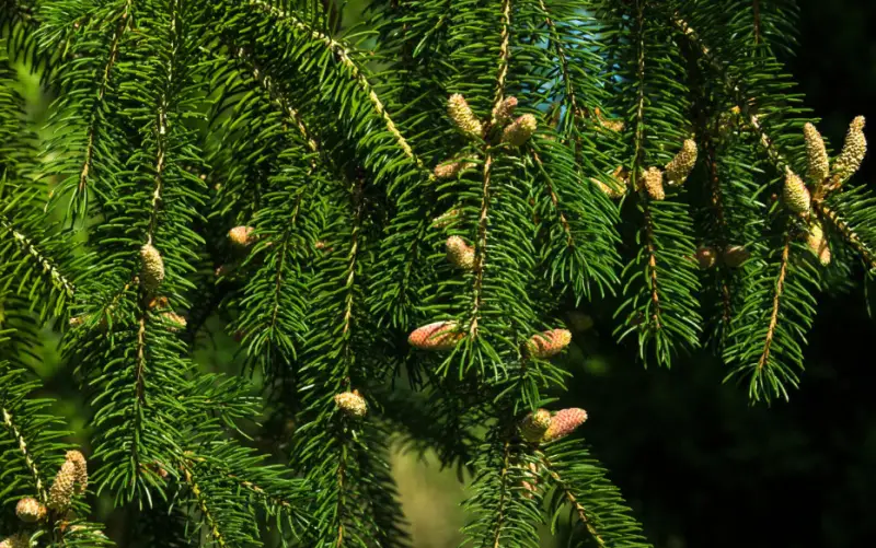 Norway Spruce