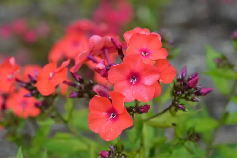 Phlox Flowers