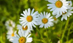 Oxeye Daisy (Leucanthemum vulgare) Care and Growing Guide