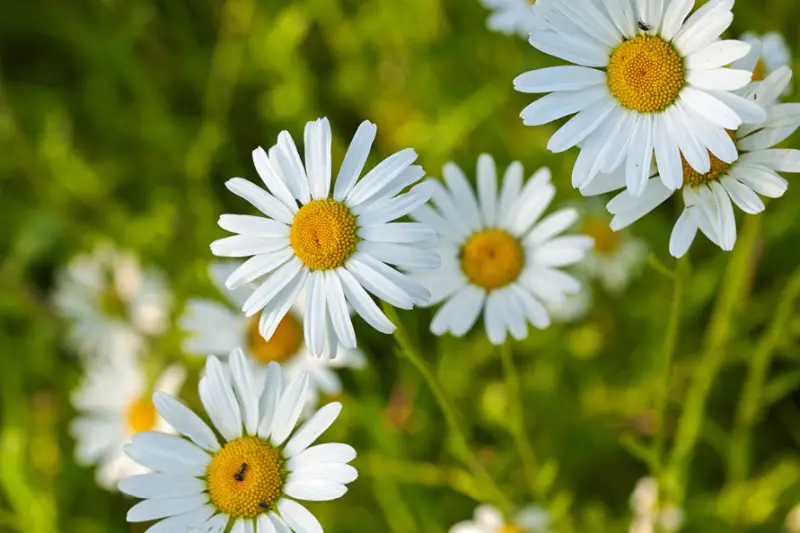 Flowers That Bloom in Summer