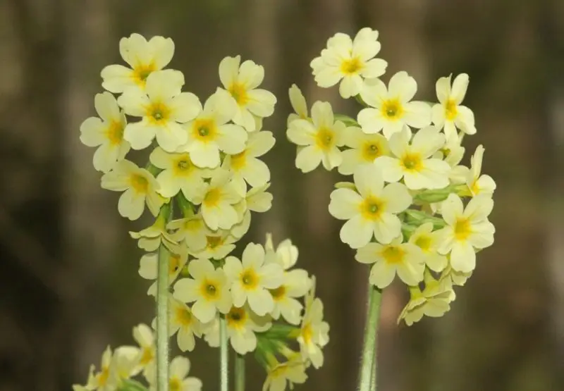 primrose flowers