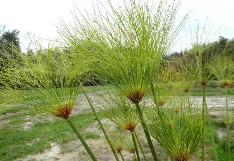 Pond Plants