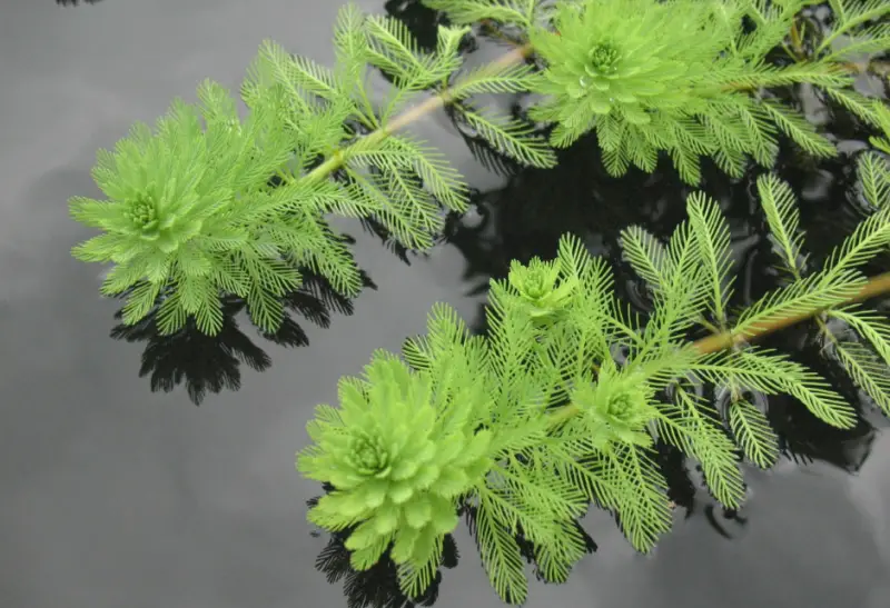 Pond Plants