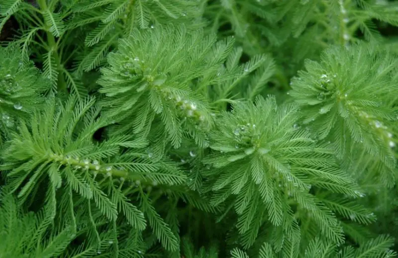 Aquatic Plants