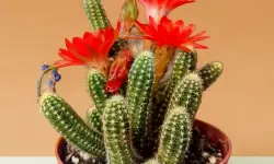 Peanut Cactus Care and Growing Guide (Most Detailed)