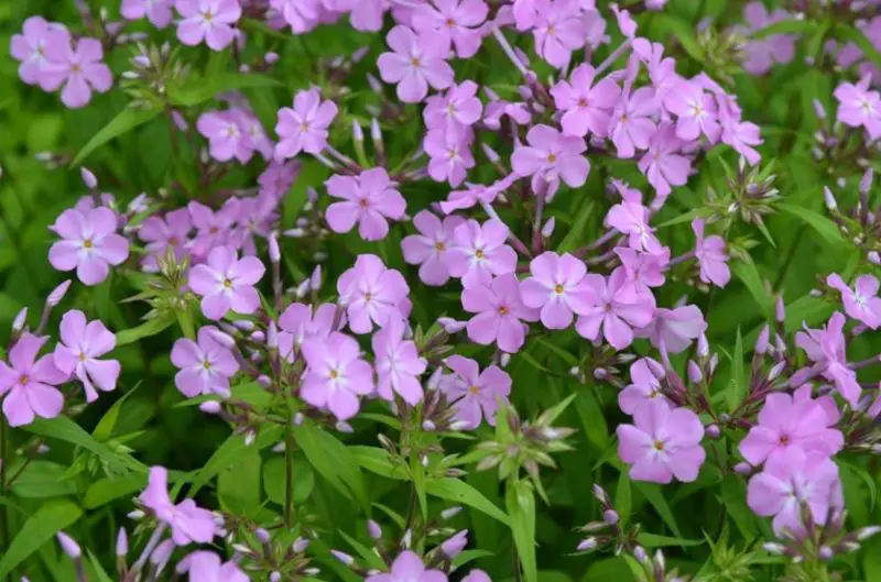 Phlox Flowers