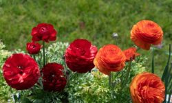 Persian Buttercup Care and Growing Guide with Ultimate Tips