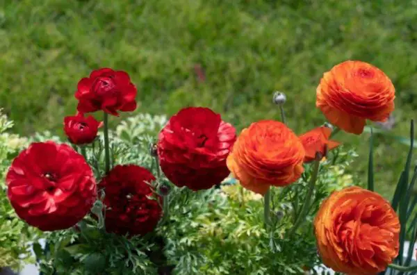 Persian Buttercup