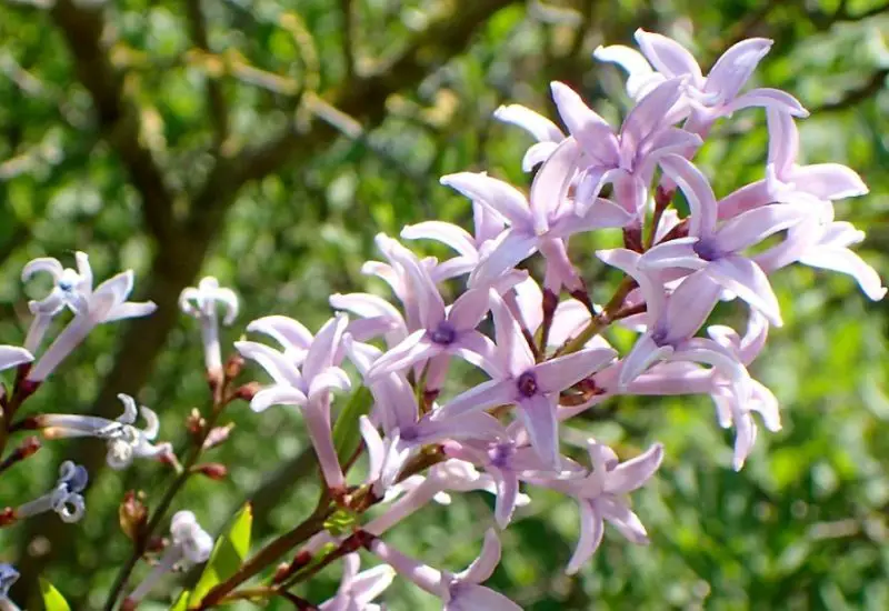 Lilac Flowers