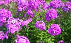 Phlox Flowers Care and Growing Guide (Most Detailed)