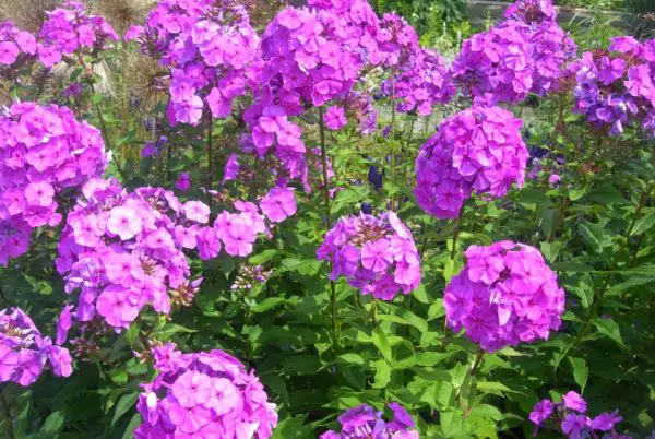 Phlox Flowers