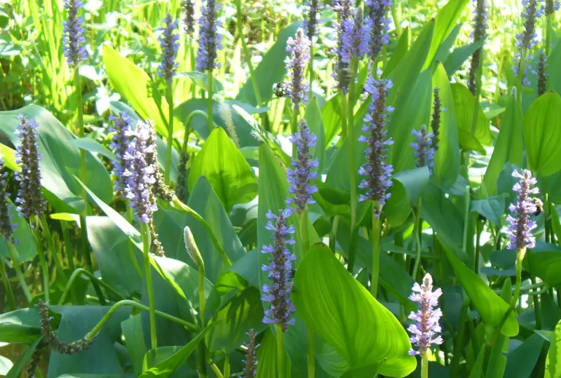 Pond Plants