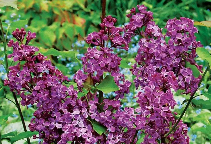 Lilac Flowers