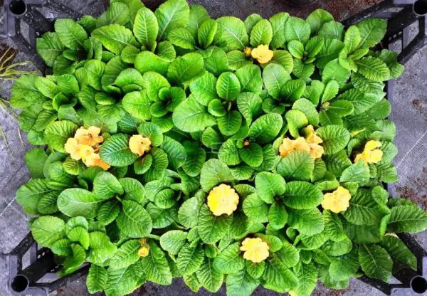 18 Types of Primrose Flowers with Pictures and Names