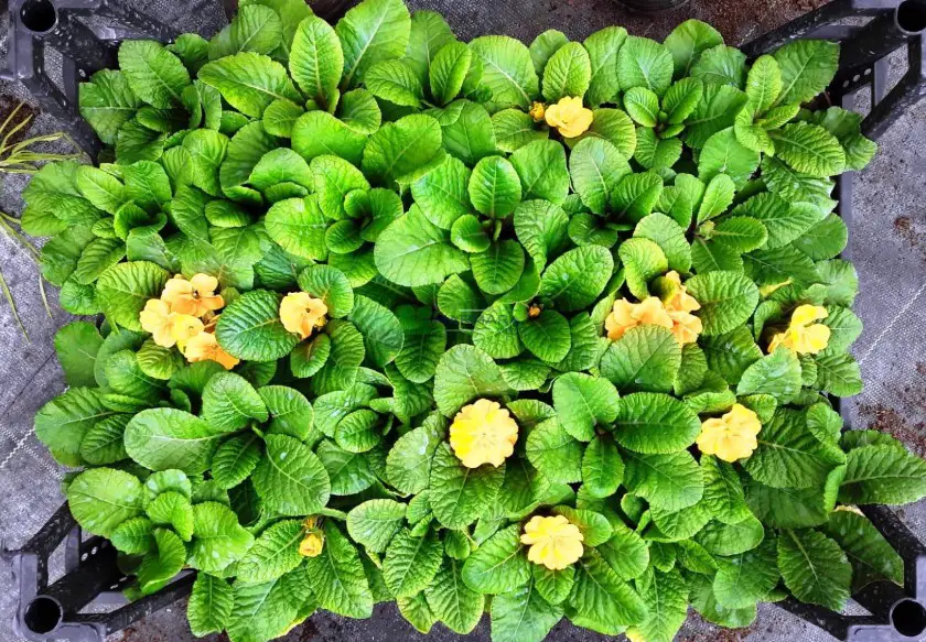 18 Types of Primrose Flowers with Pictures and Names