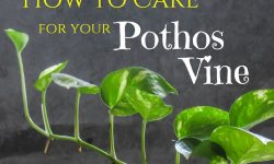 Pothos Plant Care and Growing Guide (Most Detailed)