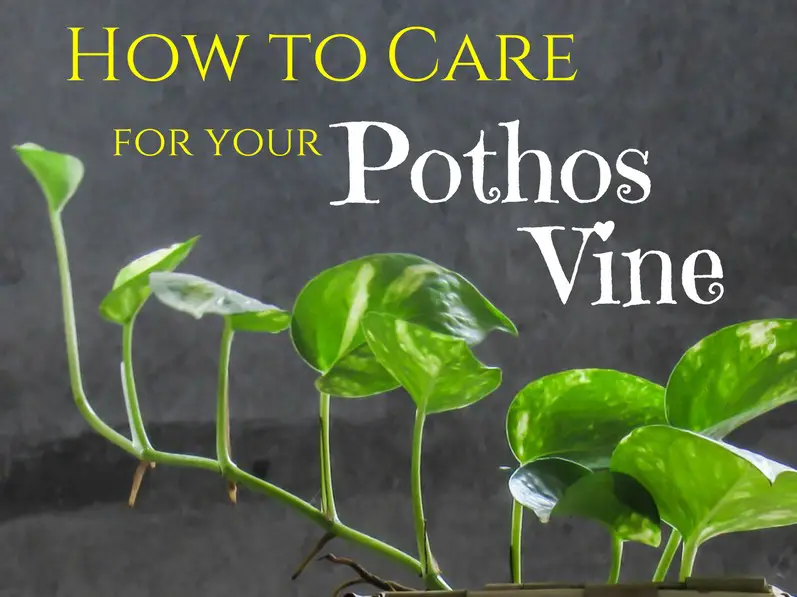 Pothos Plant care