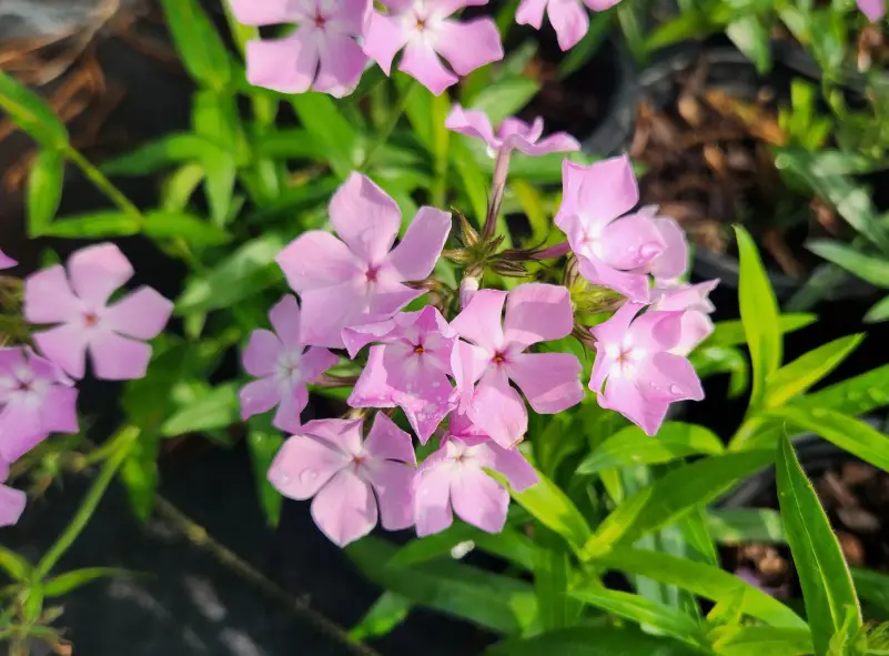 Phlox Flowers