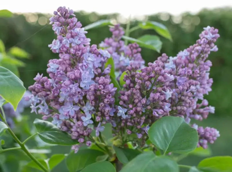 Lilac Flowers