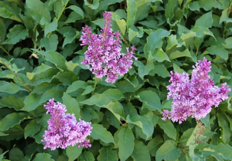 Lilac Flowers