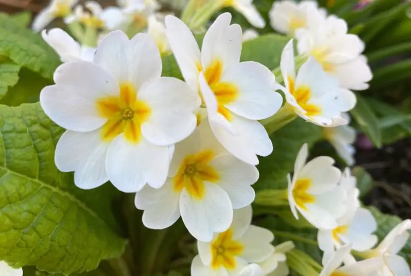 Flowers That Bloom in Winter