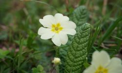 Primrose (Primula vulgaris) Care and Growing Guide