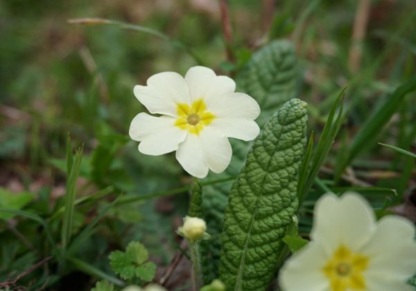 Primrose