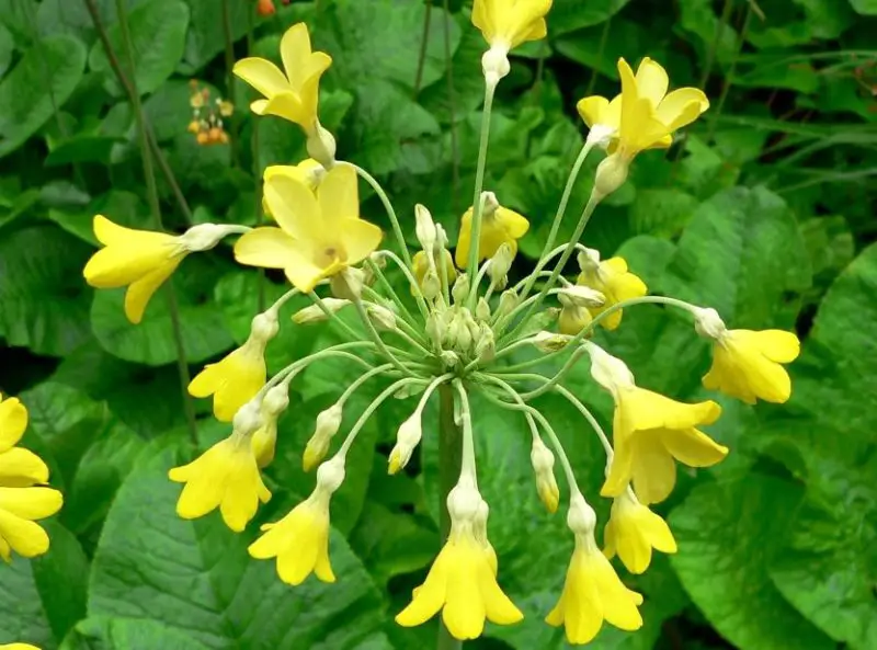 primrose flowers