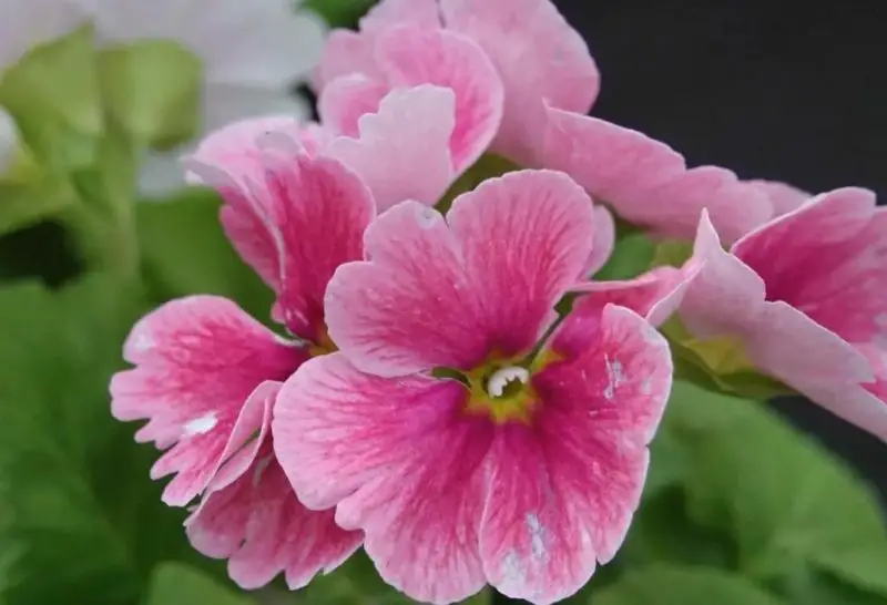 primrose flowers