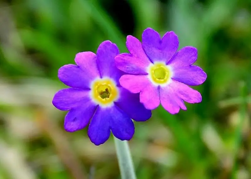 primrose flowers