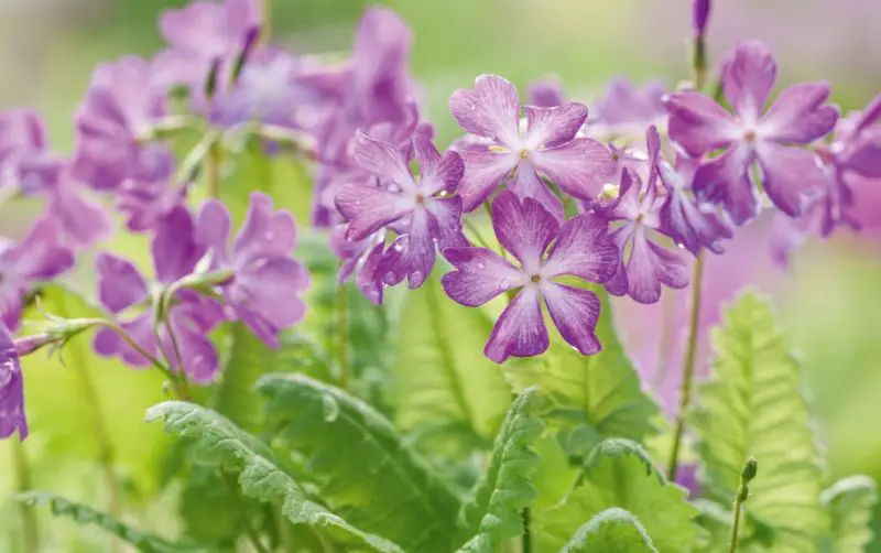 primrose flowers