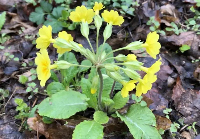 primrose flowers