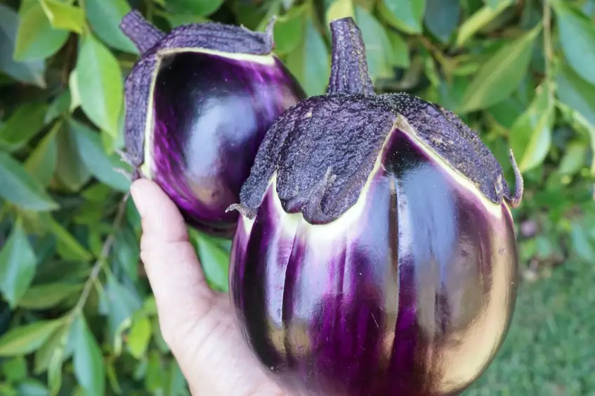 21 Types Of Eggplants With Pictures And Care Guide Prosperosa Eggplant
