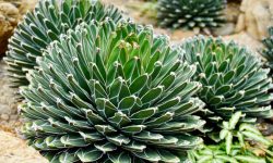 Queen Victoria Agave (Agave victoriae-reginae) Care and Growing Guide