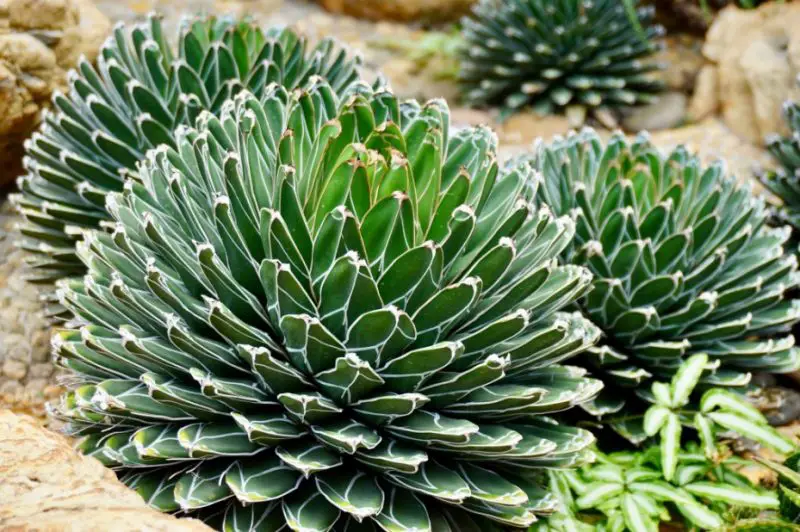 Queen Victoria Agave