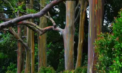 Rainbow Eucalyptus (Eucalyptus deglupta) Care and Growing Guide