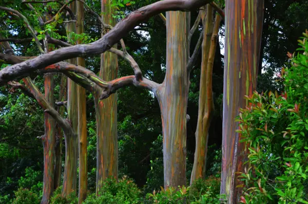 Rainbow Eucalyptus