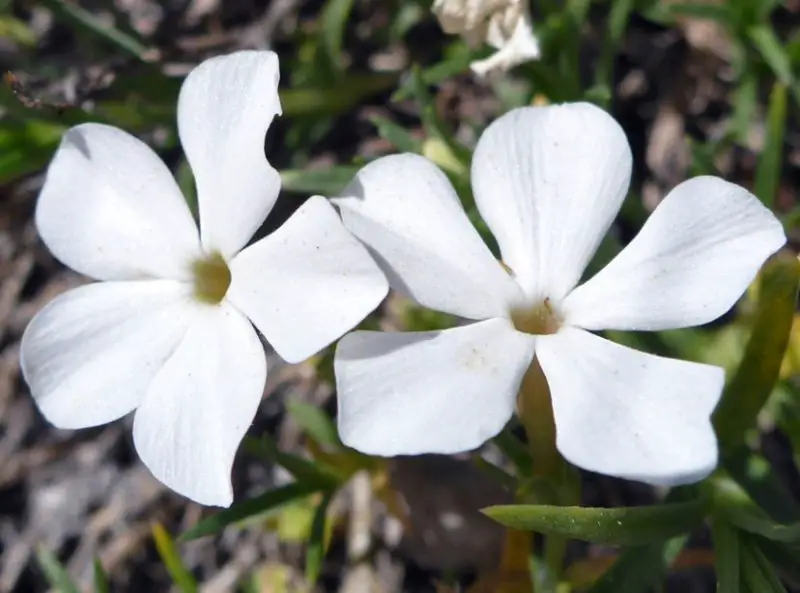 Phlox Flowers