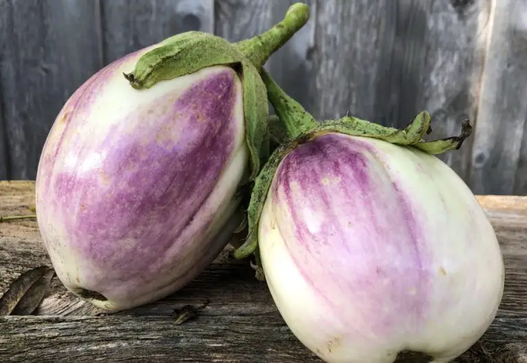 21 Types Of Eggplants With Pictures And Care Guide Rosa Bianca Eggplant 768x530
