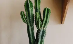 San Pedro Cactus Care and Growing Guide (Most Detailed)