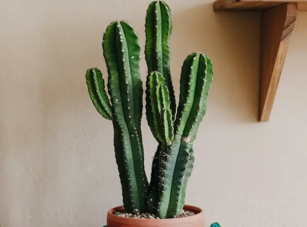 San Pedro Cactus