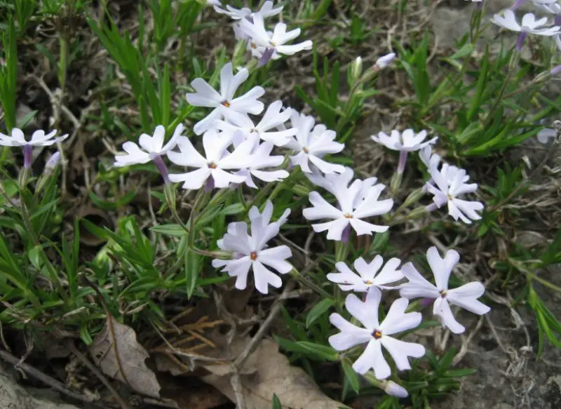 Phlox Flowers